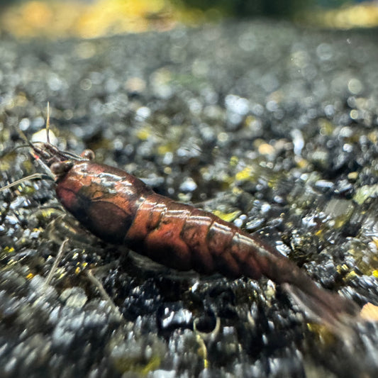 Red Onyx Neocaridina Shrimp