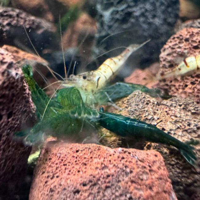 Green Jelly Neocaridina Shrimp