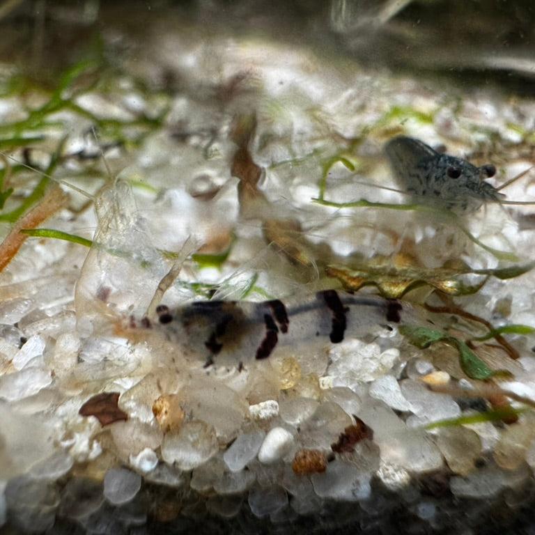 Single Raccoon Tiger Shrimp