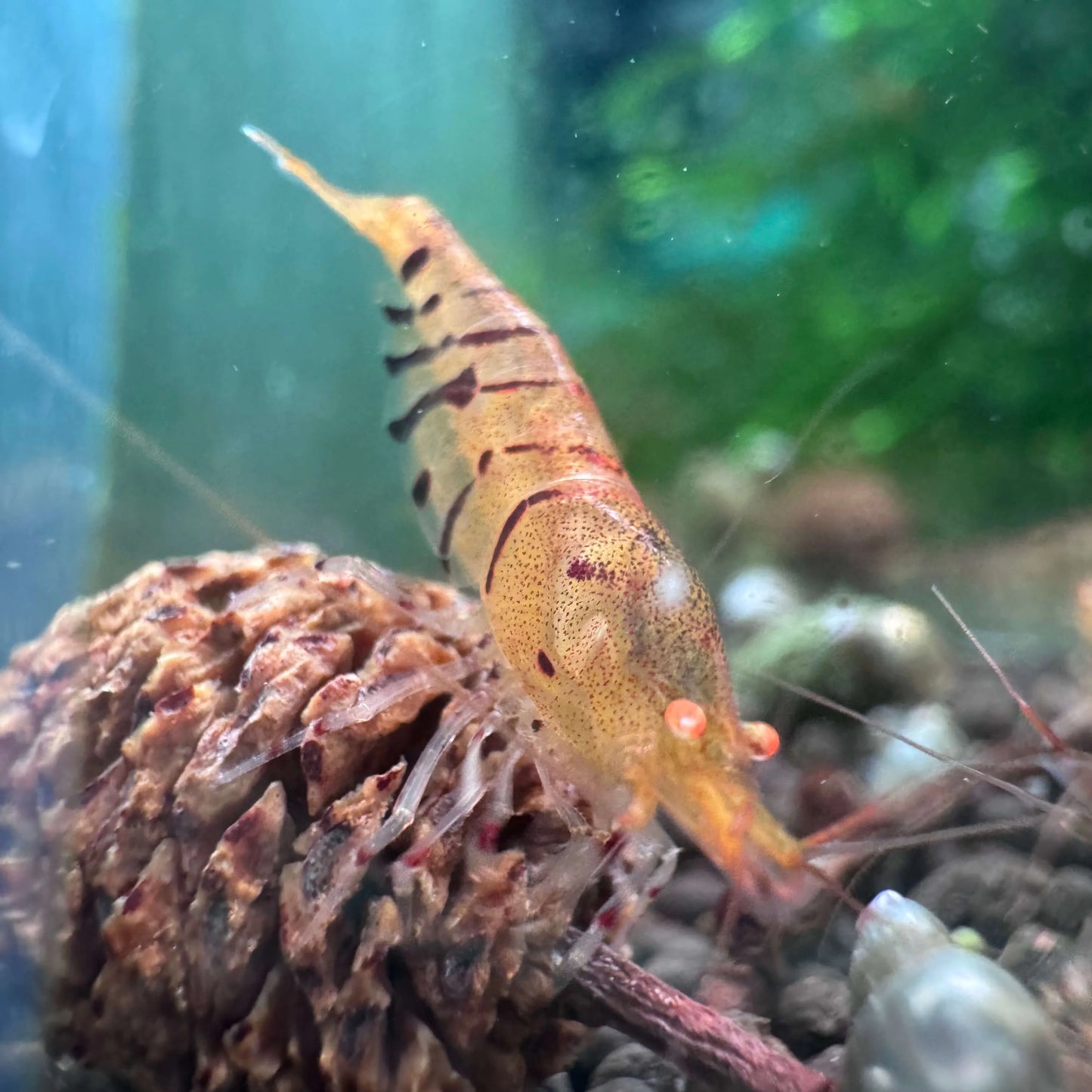 Orange Eye Black tiger lily caridina on alder cone