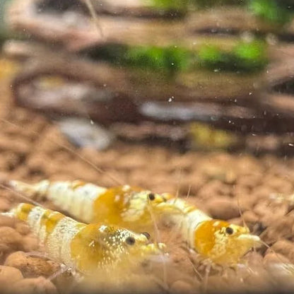 3 golden crystal shrimp