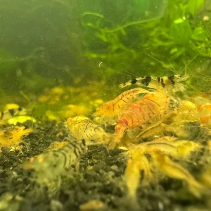 Orange Eye Tiger Culls in Neocaridina paramater