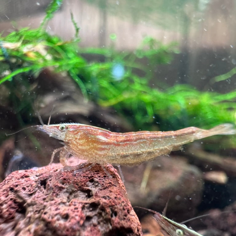 Green Babaulti (Caridina cf. Babaulti) Shrimp