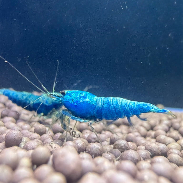 Pair of Extreme Blue Bolt