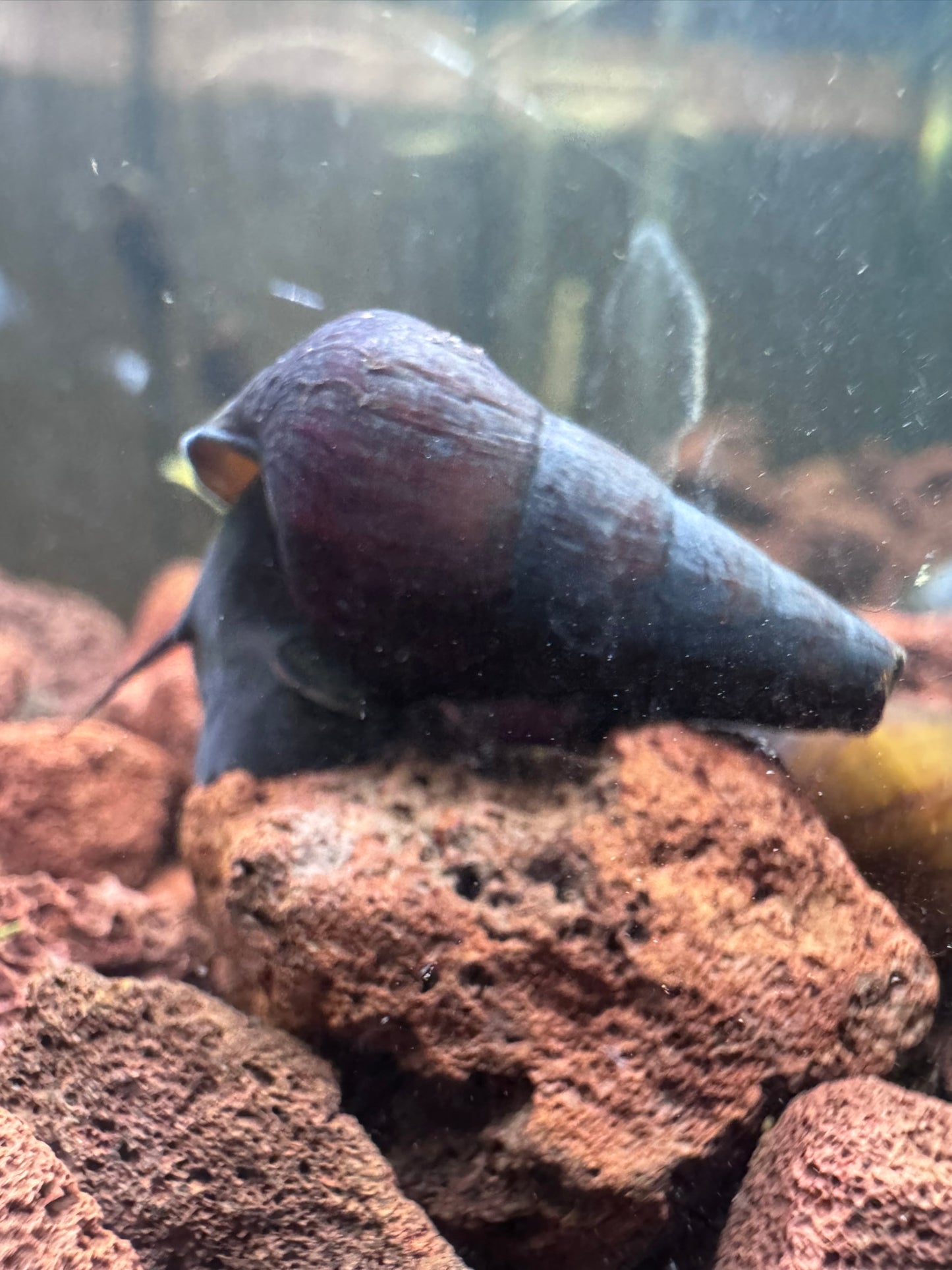 Dwarf Black Rabbit Snail (Tylomelania sp.)