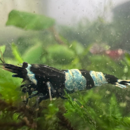 10+1 Taiwan Bee Random Pattern Mix (King Kong Shrimp)