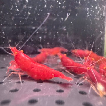 Orange Eye Red Demon (bloody mary) Neocaridina