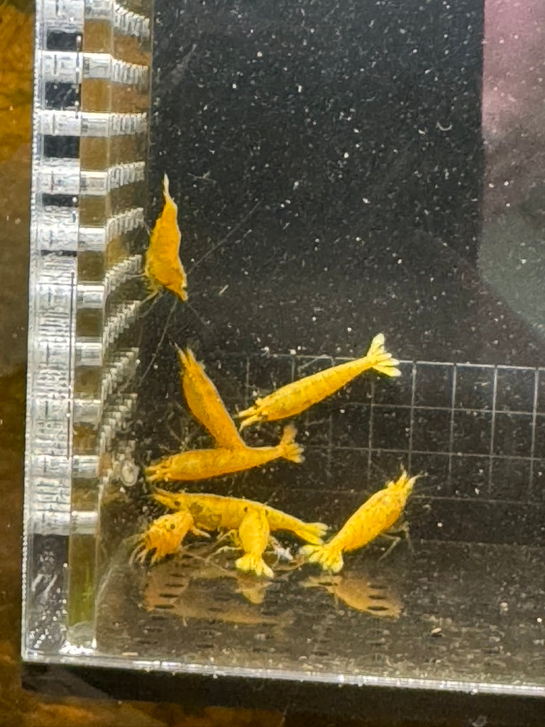 Vibrant Yellow Gold Dust Neocaridina Shrimp