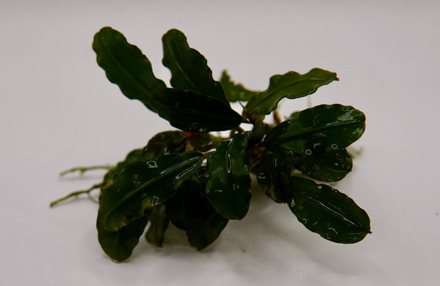 Bucephalandra sp. Godzilla rhizome