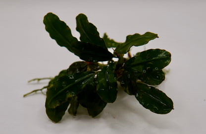 Bucephalandra sp. Godzilla rhizome