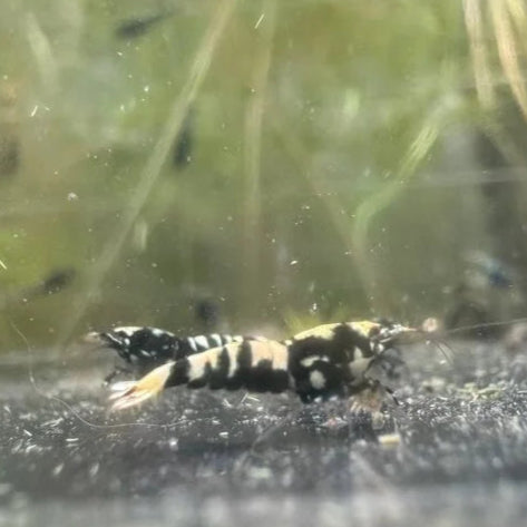 high-grade Caridina Black Pinto shrimp, unique genetics from metallic blue boa and black snowflake colonies