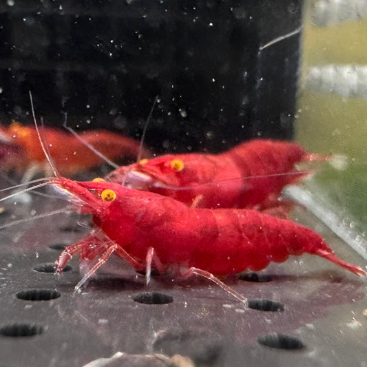 Orange Eye Red Demon (bloody mary) Neocaridina