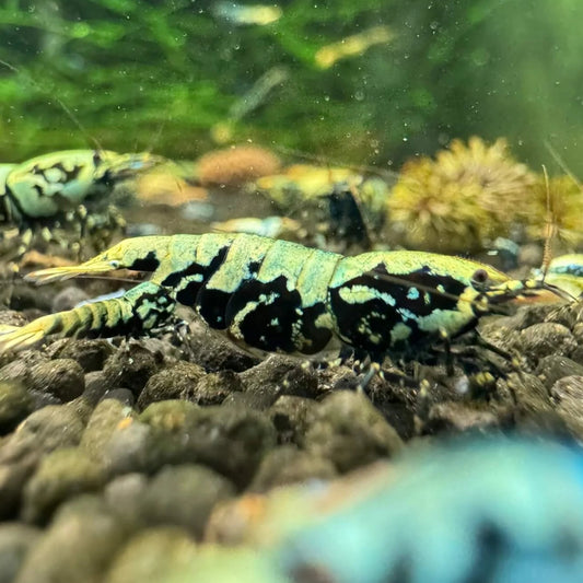 	Close-up of Boa shrimp showing cheek spots and full cape marking