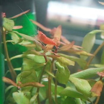 Blood Orange Neocaridina Shrimp