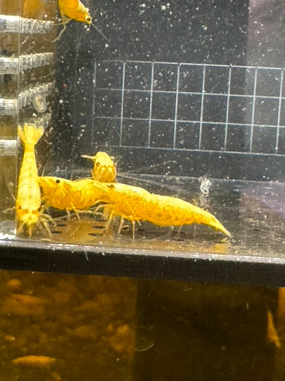 Vibrant Yellow Gold Dust Neocaridina Shrimp