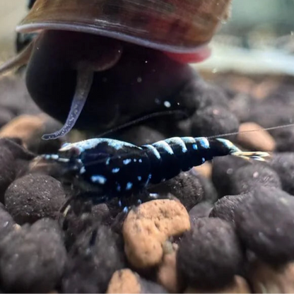 Black Pinto Caridina Shrimp with solid black body and white spots, freshwater aquarium shrimp from snowflake and boa lines
