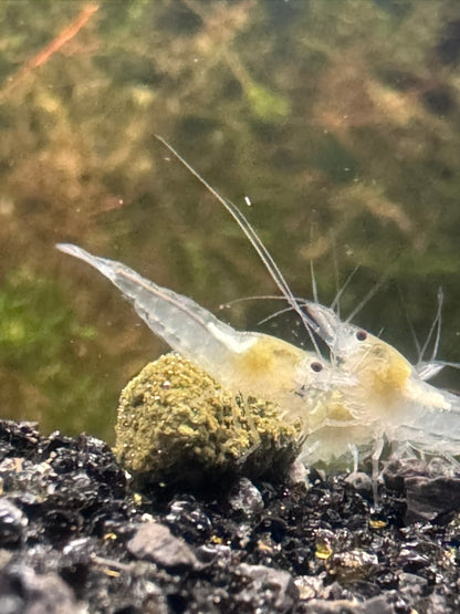 Snowball White Neocaridina Shrimp