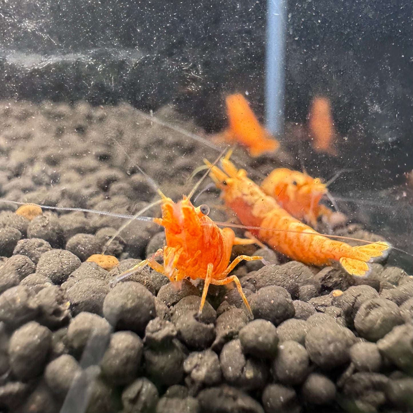 24K Sunkist Orange Neocaridina Shrimp: High Grade SSS