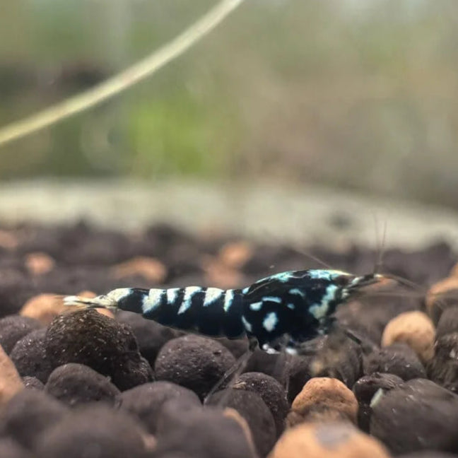 Close-up of Black Pinto Caridina cantonensis showing deep black coloration with scattered white patterning