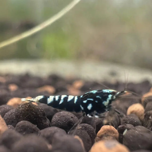 Close-up of Black Pinto Caridina cantonensis showing deep black coloration with scattered white patterning