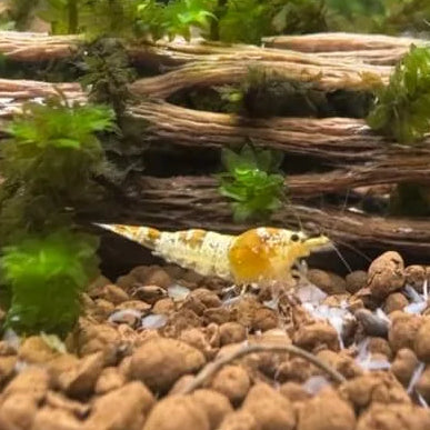 single crystal yellow shrimp with no-entry pattern