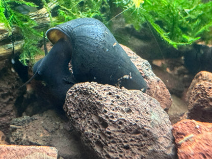 Dwarf Black Rabbit Snail (Tylomelania sp.)