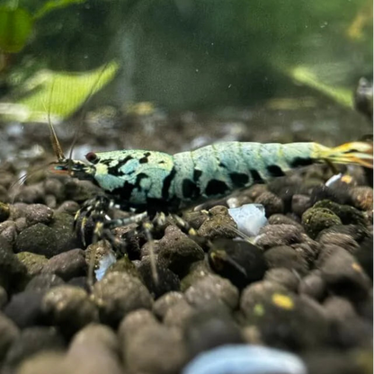 High-grade Boa Caridina shrimp from blue metallic line with vivid patterns