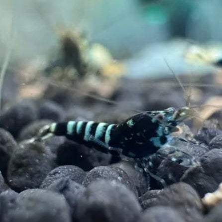 Solid black Caridina shrimp with white spotting, unique pinto pattern