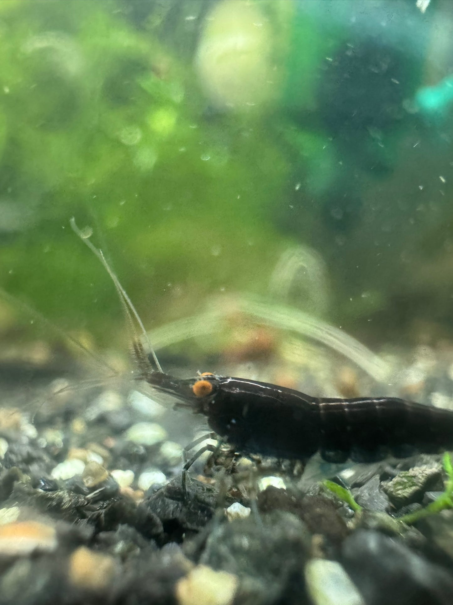 Orange Eye Black Demon (black chocolate) Neocaridina
