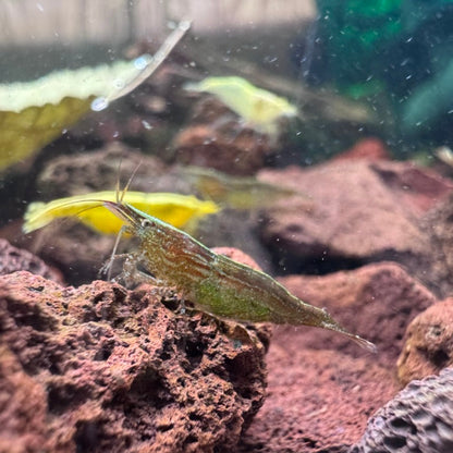 Green Babaulti (Caridina cf. Babaulti) Shrimp