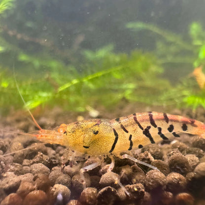 Orange Eye Black tiger lily caridina shrimp