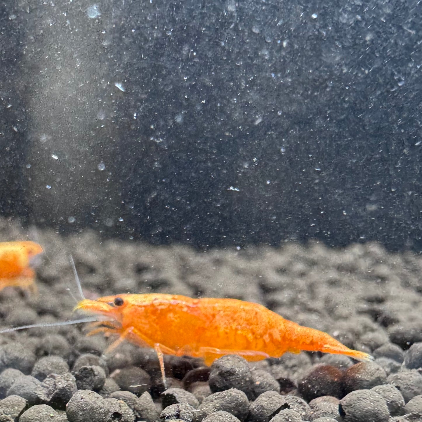 24K Sunkist Orange Neocaridina Shrimp: High Grade SSS