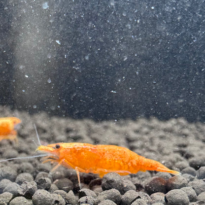 24K Sunkist Orange Neocaridina Shrimp: High Grade SSS