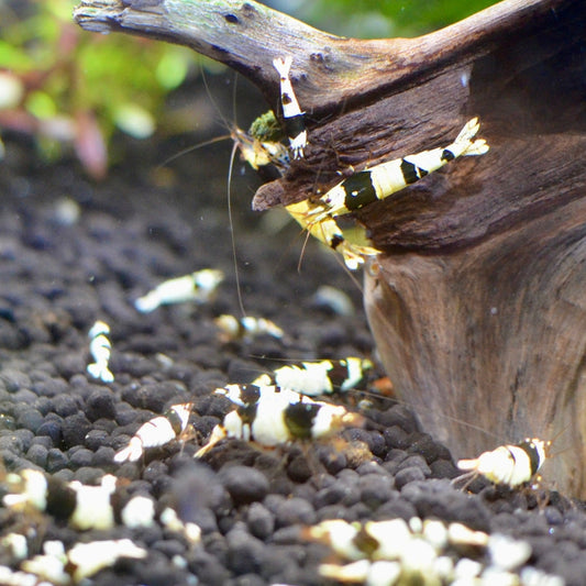 Crystal Black PBL Caridina freshwater shrimp group