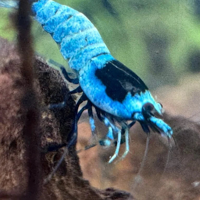 Shadow Mosura Caridina Shrimp