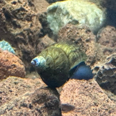 Small triangle rabbit snail hiding among rocky underwater terrain