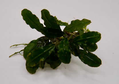 Bucephalandra sp. Godzilla rhizome