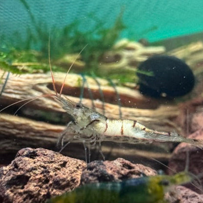 Snow Zebra Sulawesi in Neocaridina Parameters