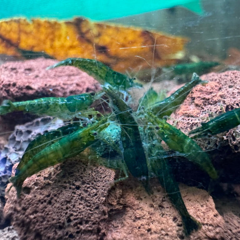 Green Jelly Neocaridina eating food