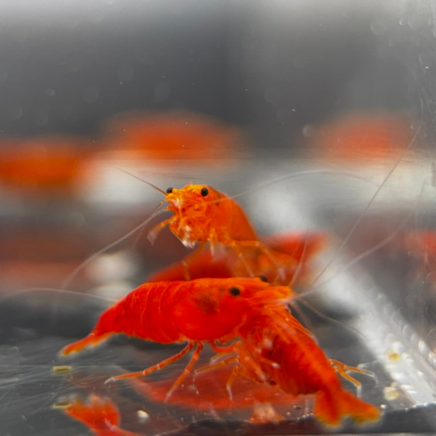 Blood Orange Neocaridina Shrimp zoom in