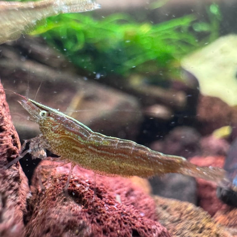 Green Babaulti (Caridina cf. Babaulti) Shrimp