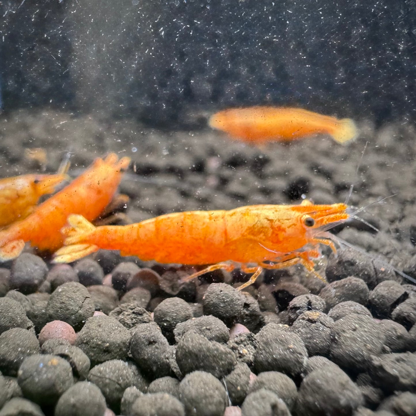 24K Sunkist Orange Neocaridina Shrimp: High Grade SSS