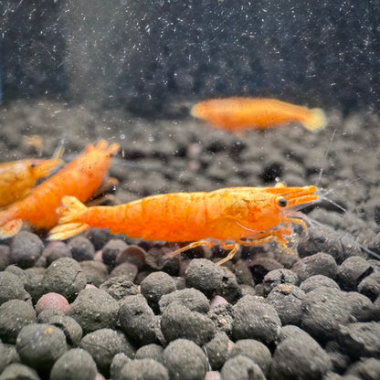 24K Sunkist Orange Neocaridina Shrimp: High Grade SSS