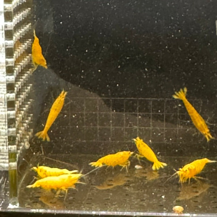 yellow shrimp group