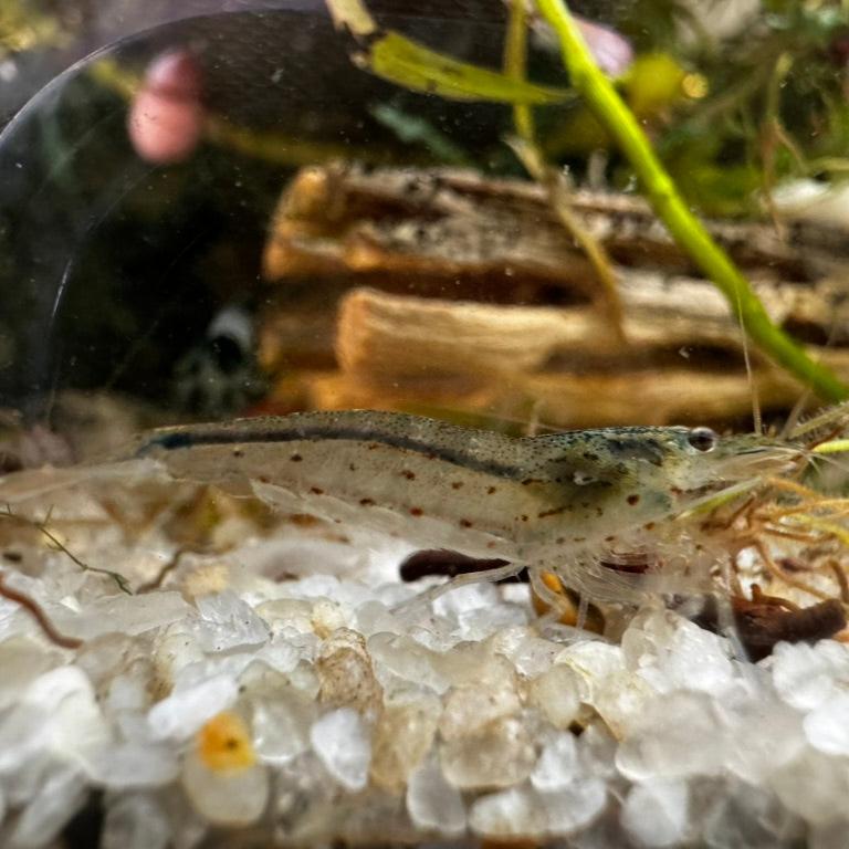 Amano Shrimp