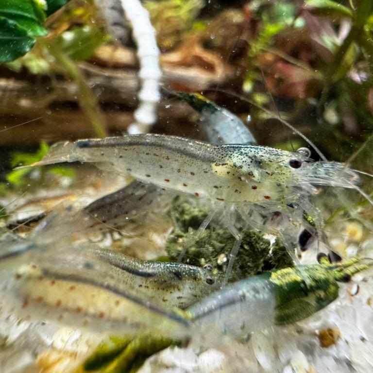 Amano shrimp close up