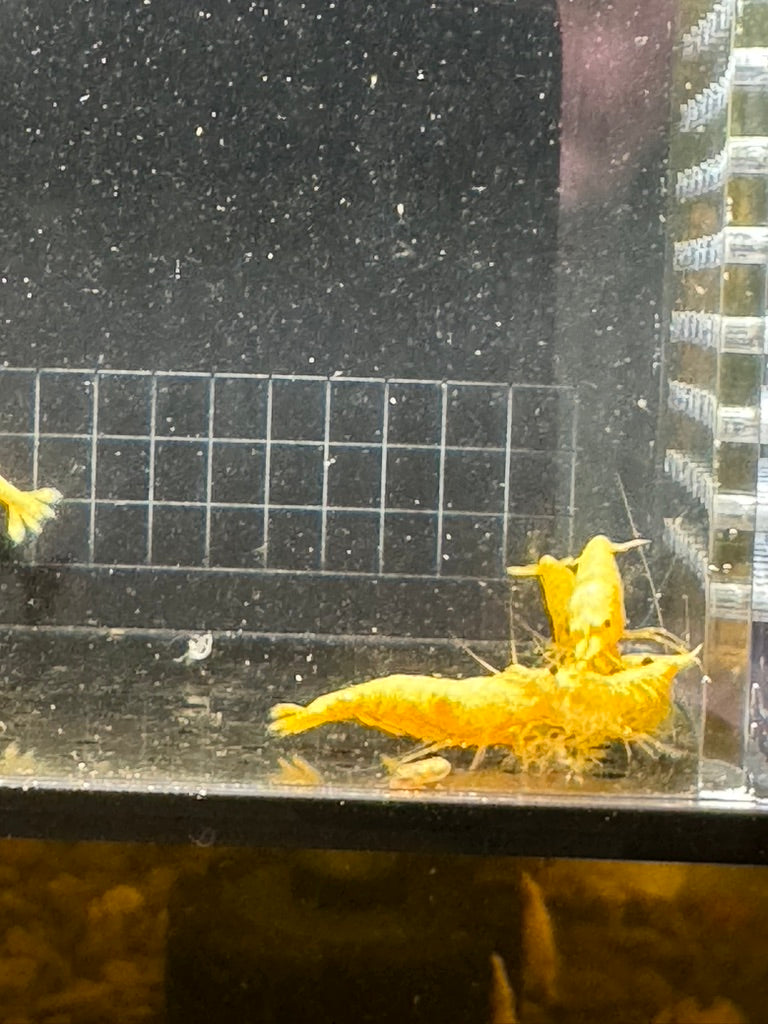 Vibrant Yellow Gold Dust Neocaridina Shrimp