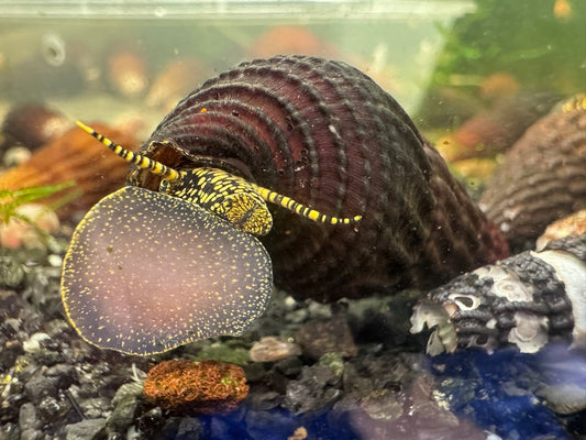 Yellow Flake Rabbit Snail (Tylomelania sp)