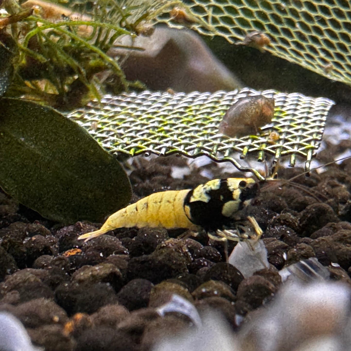 German Black Spotted Pinto Shrimp