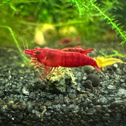 Bloody Mary Cherry Shrimp close up